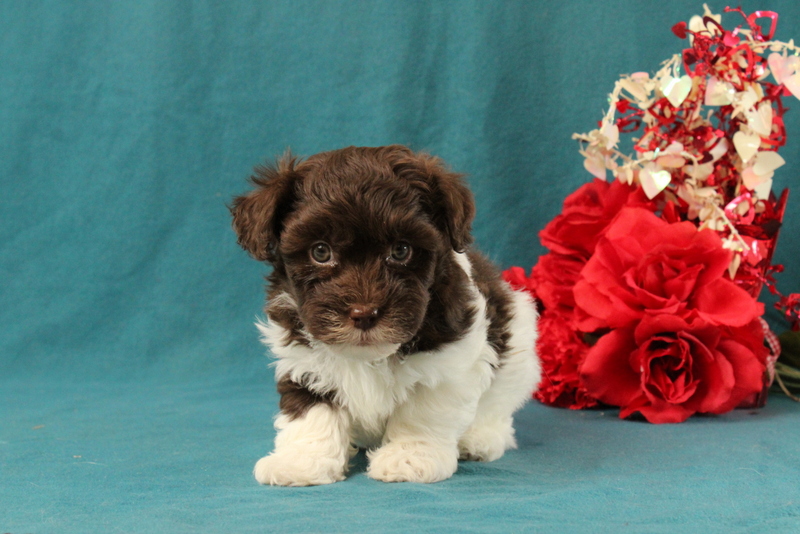 puppy, for, sale, Malshi-Poo, Matthew B. Stoltzfus, dog, breeder, Gap, PA, dog-breeder, puppy-for-sale, forsale, nearby, find, puppyfind, locator, puppylocator, aca